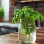 Drink these delicious basil seed drinks to lose weight